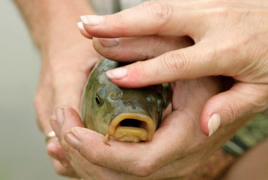 Populare de toamna - traditie la MV2